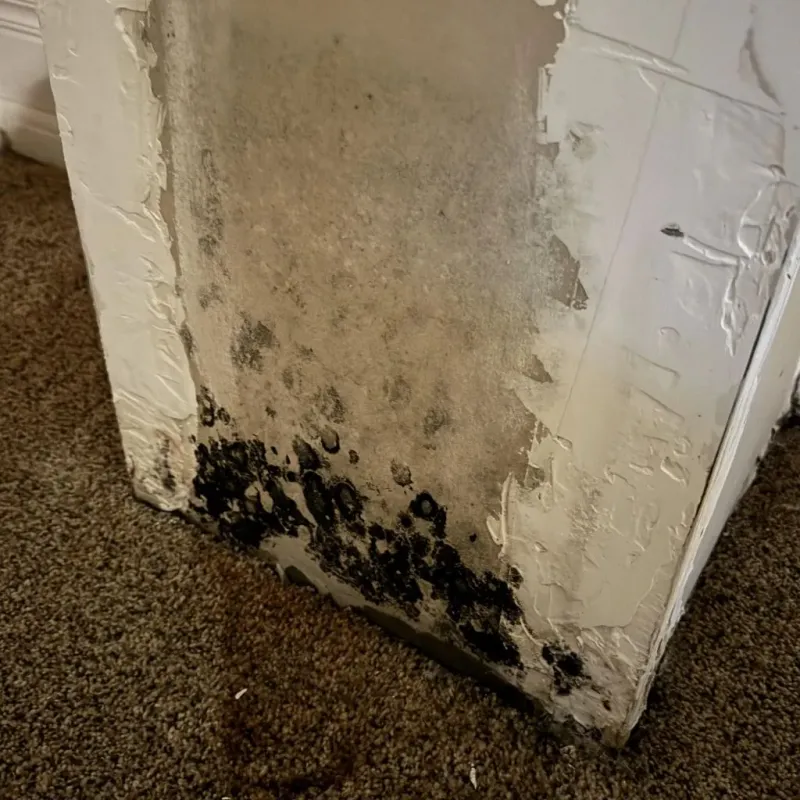 Professional Mold Removal in Franklin County, NE